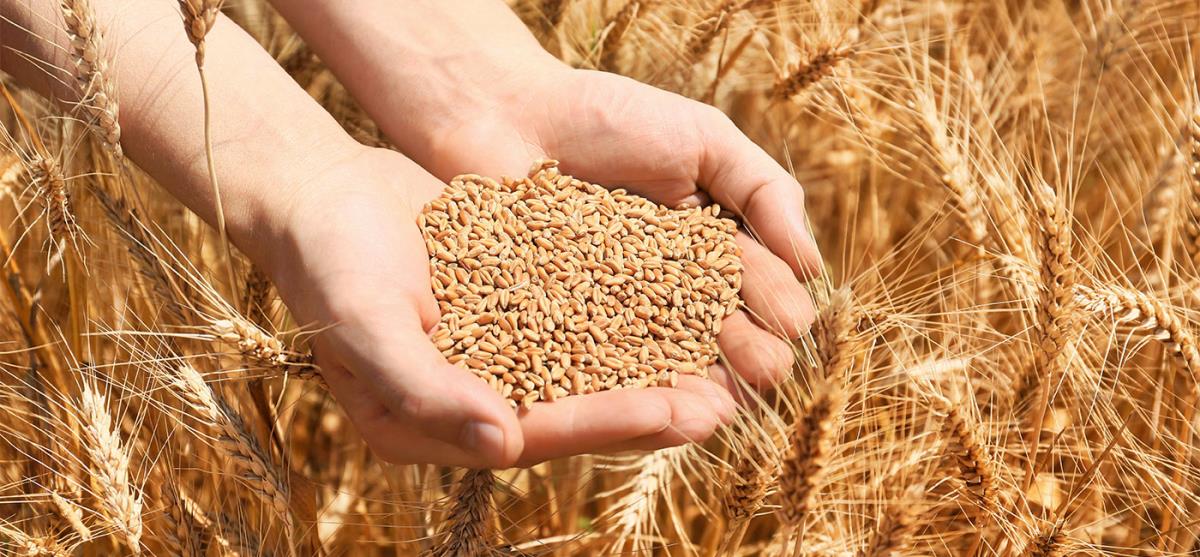 Come coltivare grano biologico: tutto quello che c'è da sapere