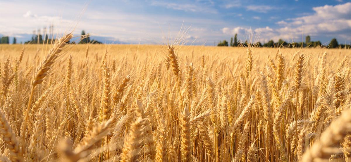 Le fasi fenologiche del grano: tra scienza e magia